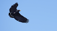 Great black hawk (Lagarta Lodge - Nosara, Nicoya Peninsula)